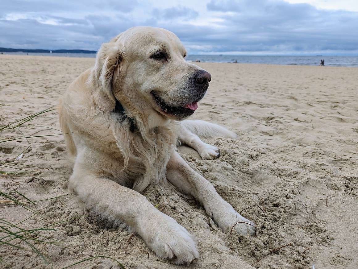 Plaża dla psów 7